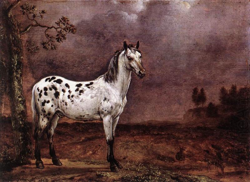 POTTER, Paulus The Spotted Horse af china oil painting image